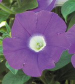 Сурфиния Табл Аметист Айс